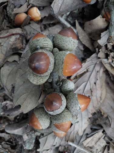 Lithocarpus fenestratus (Zi pia) — photo