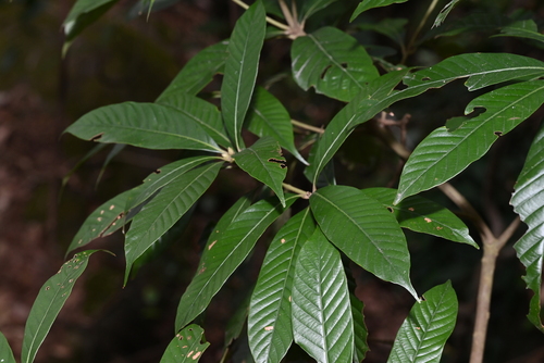 Lithocarpus fenestratus (Zi pia) — photo