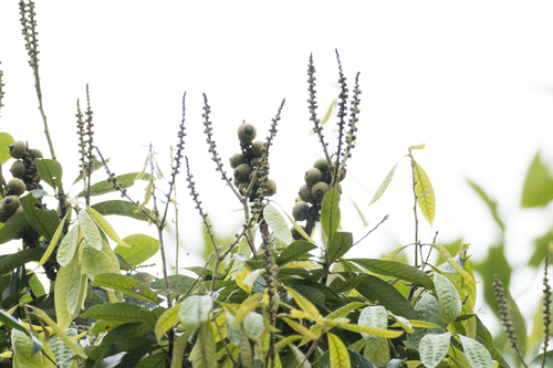 Lithocarpus fenestratus
