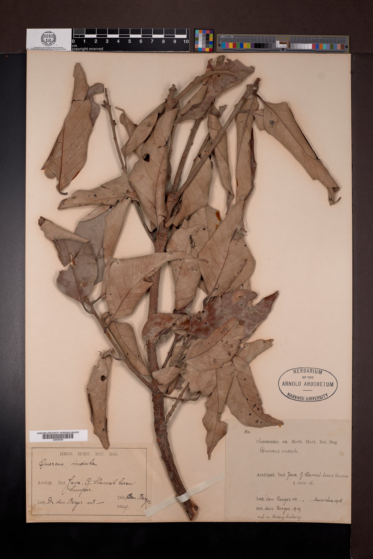 Lithocarpus indutus — photo