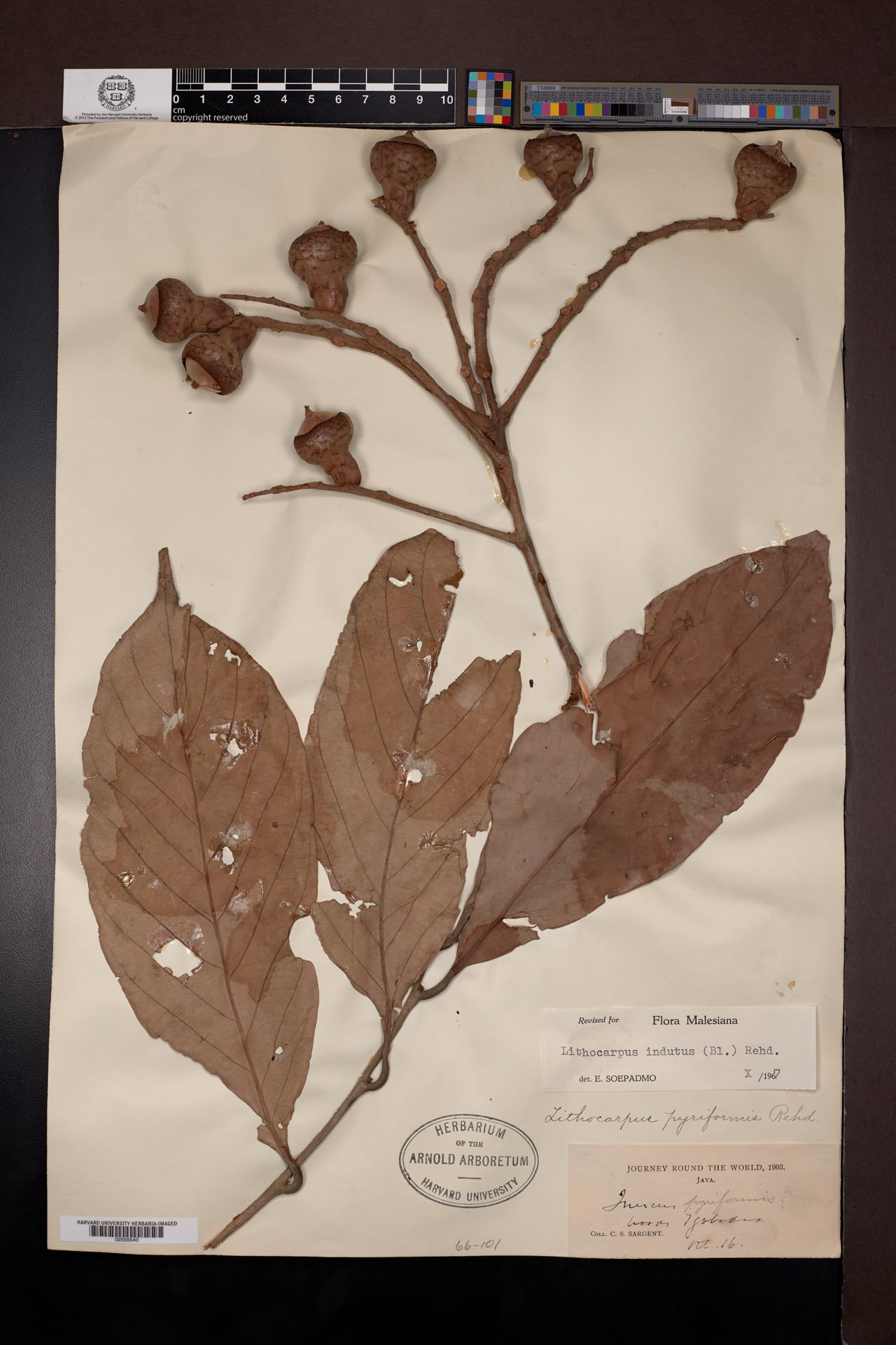 Lithocarpus indutus — photo