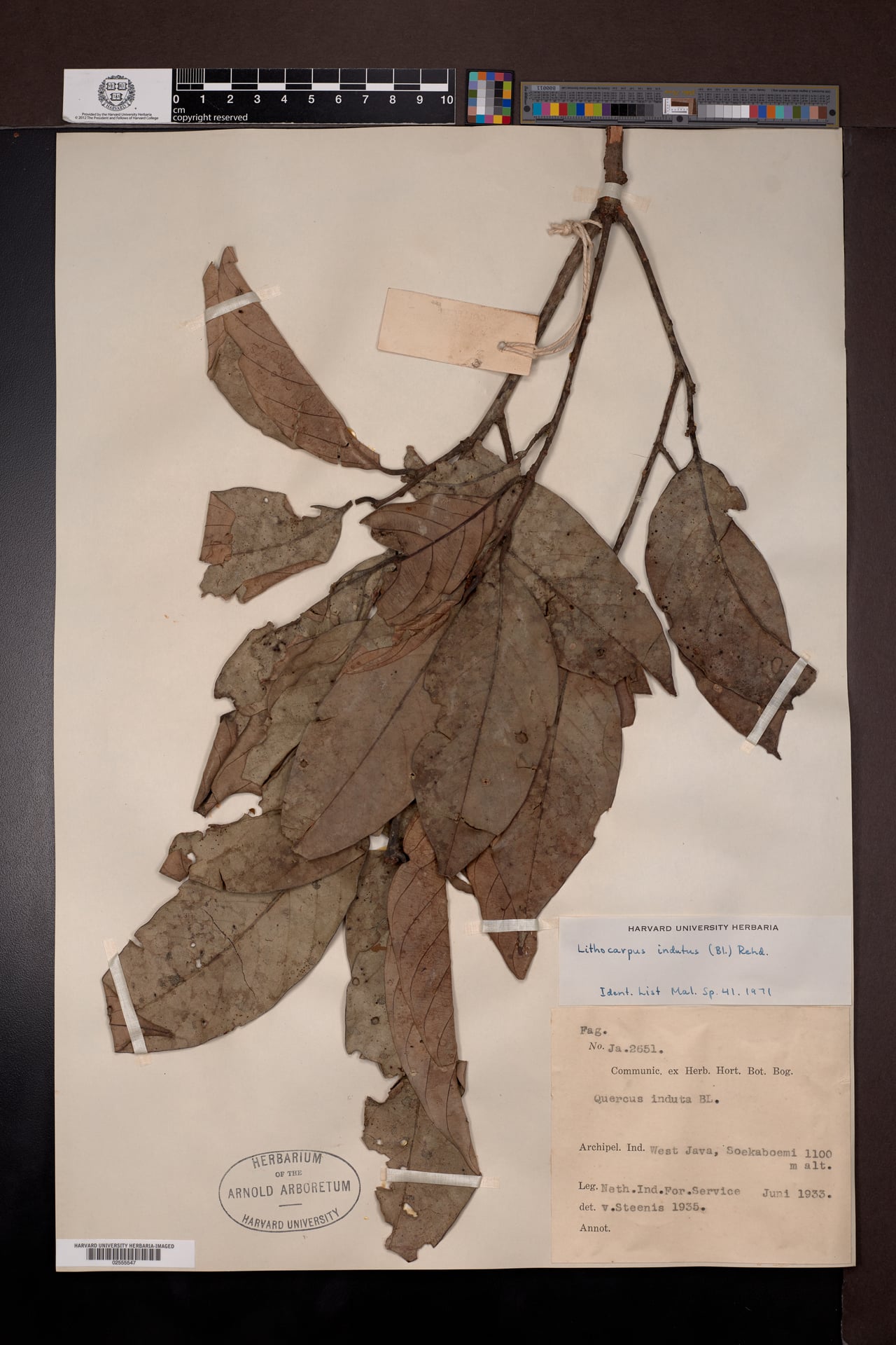 Lithocarpus indutus