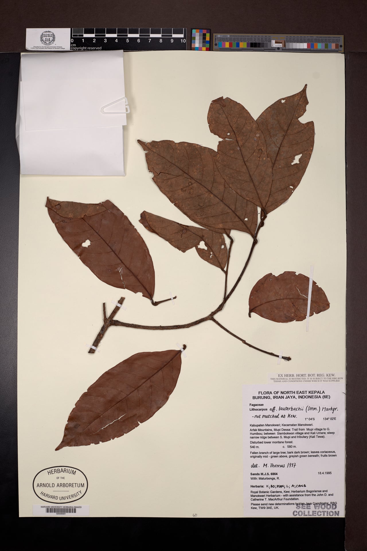 Lithocarpus lauterbachii — photo