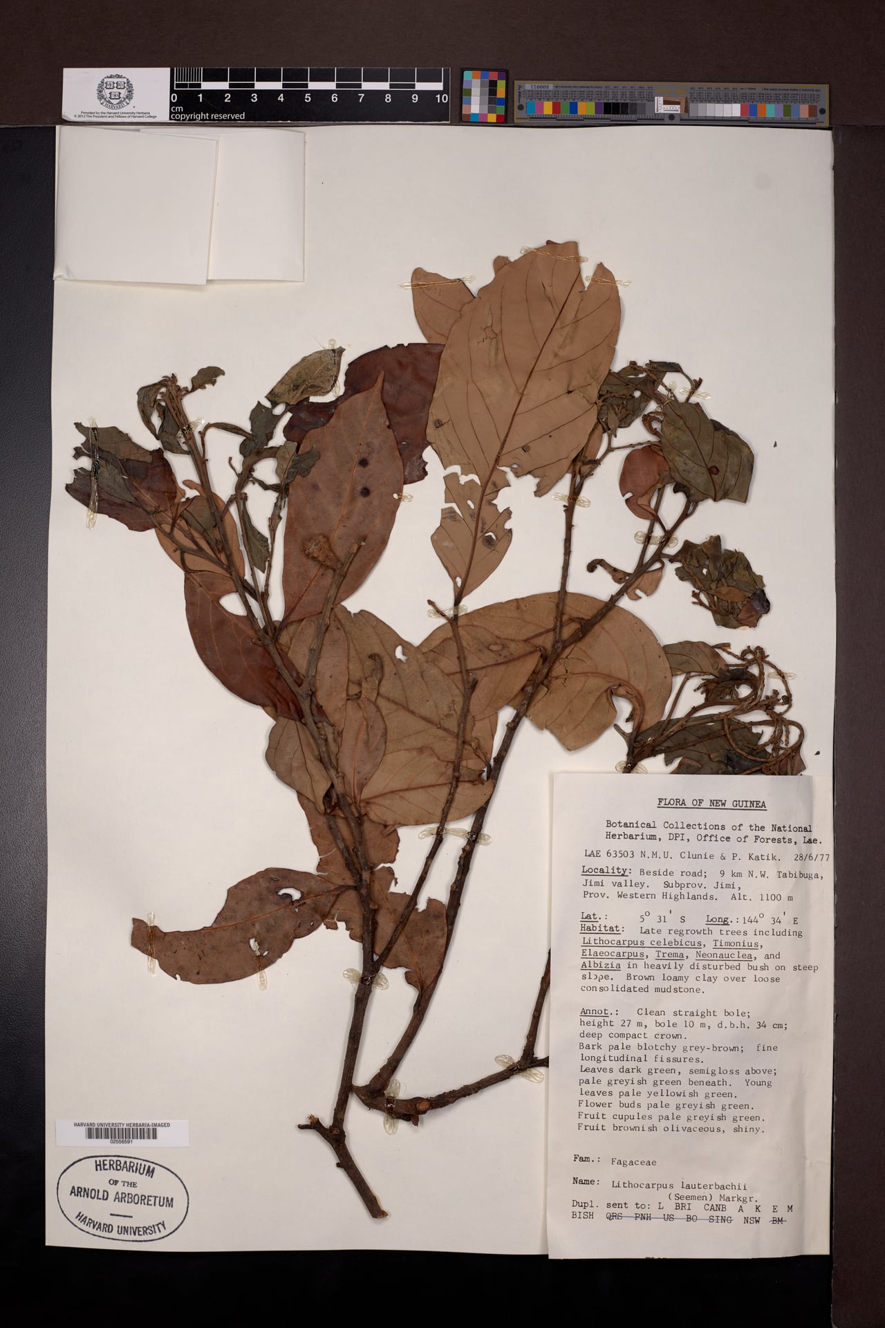 Lithocarpus lauterbachii — photo