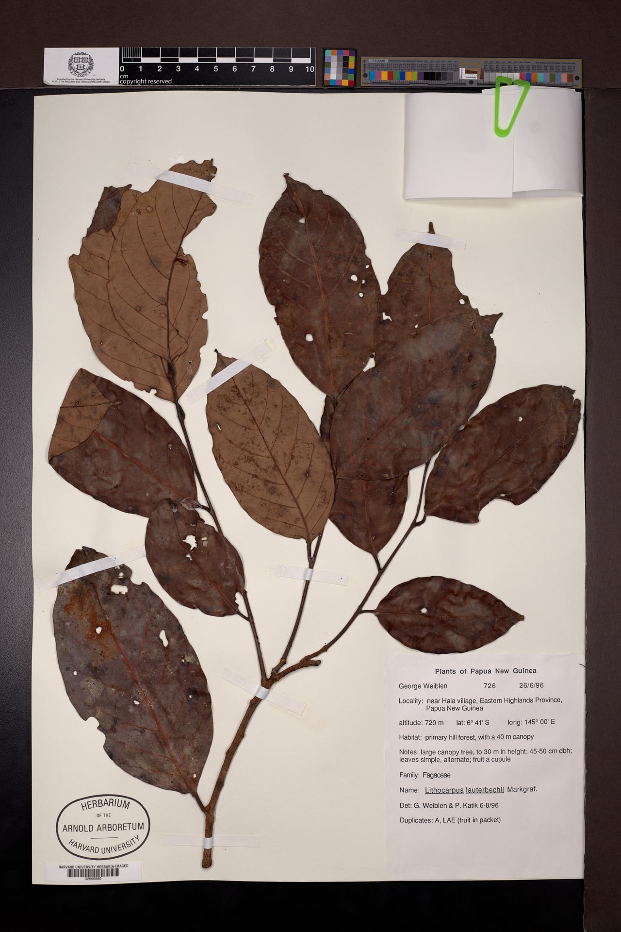 Lithocarpus lauterbachii
