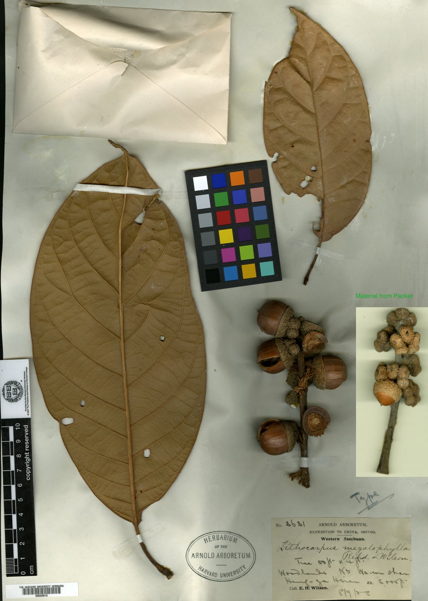 Lithocarpus megalophyllus — photo