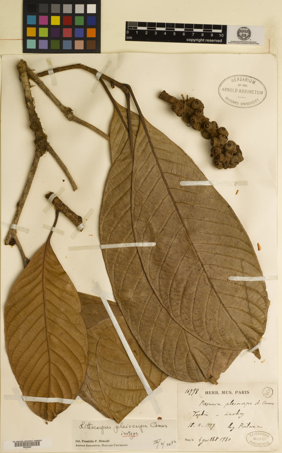 Lithocarpus megalophyllus