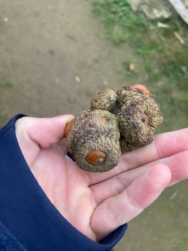 Lithocarpus pachyphyllus (Thick-leaved oak) — photo
