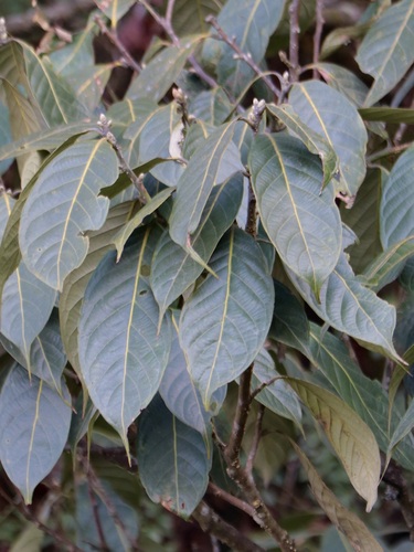 Lithocarpus pachyphyllus