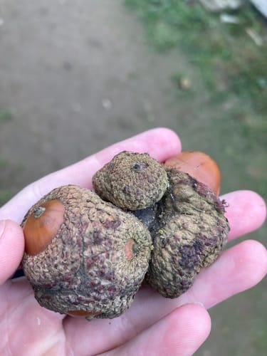 Lithocarpus pachyphyllus (Thick-leaved oak) — photo