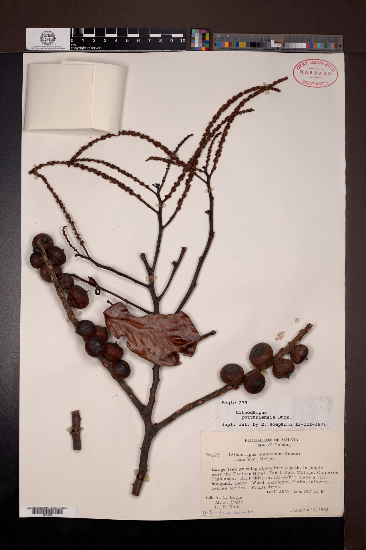 Lithocarpus pattaniensis (Ko faai) — photo