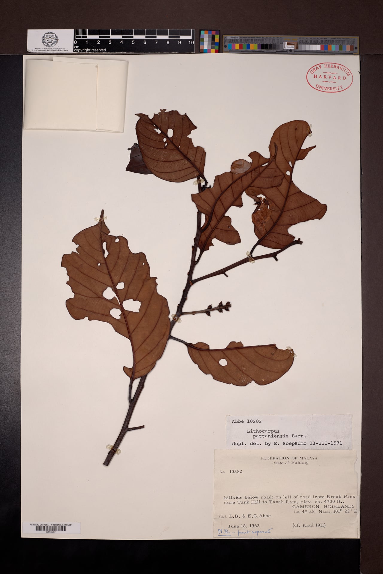 Lithocarpus pattaniensis (Ko faai) — photo