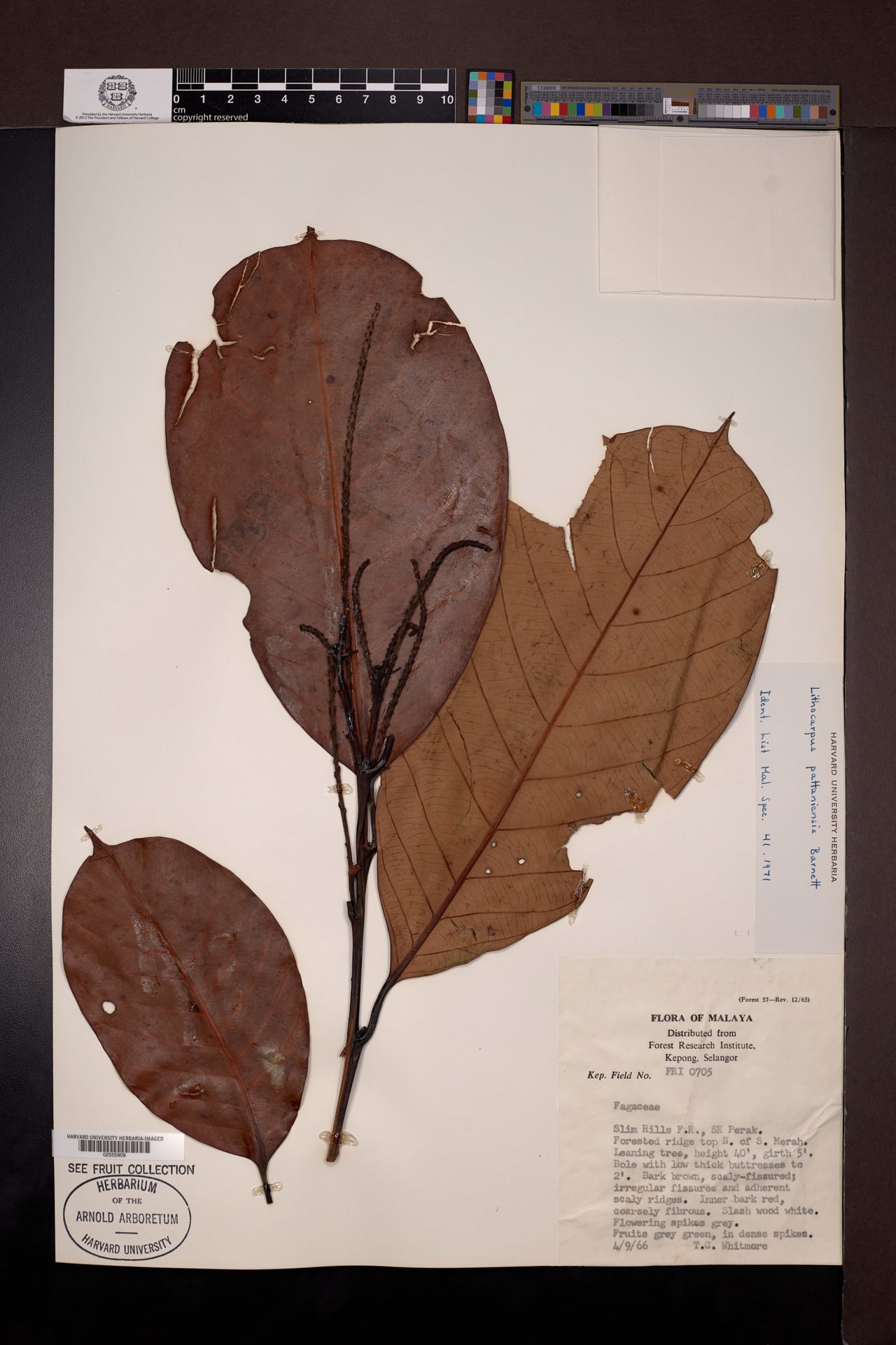 Lithocarpus pattaniensis