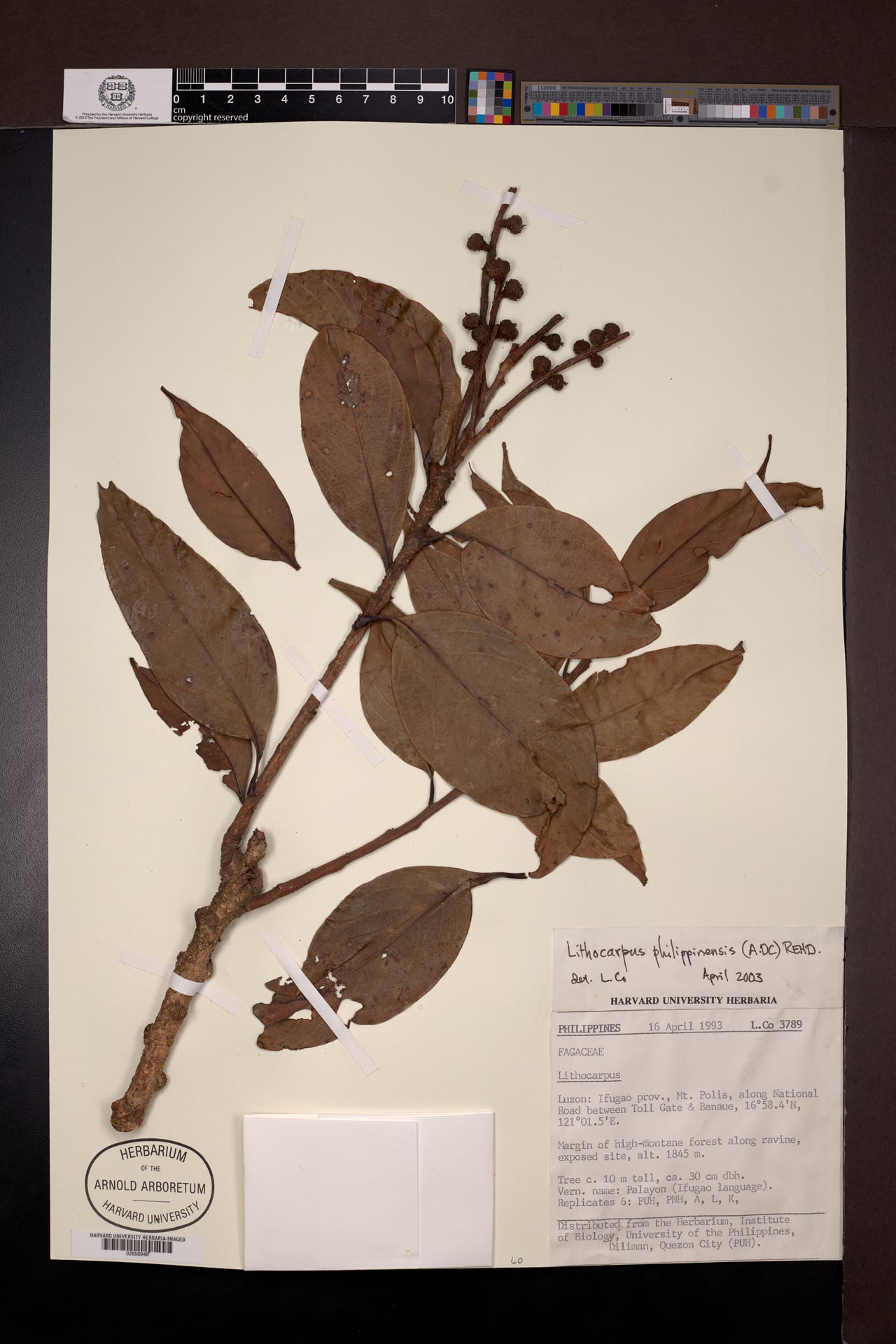 Lithocarpus philippinensis (Ulayan) — photo