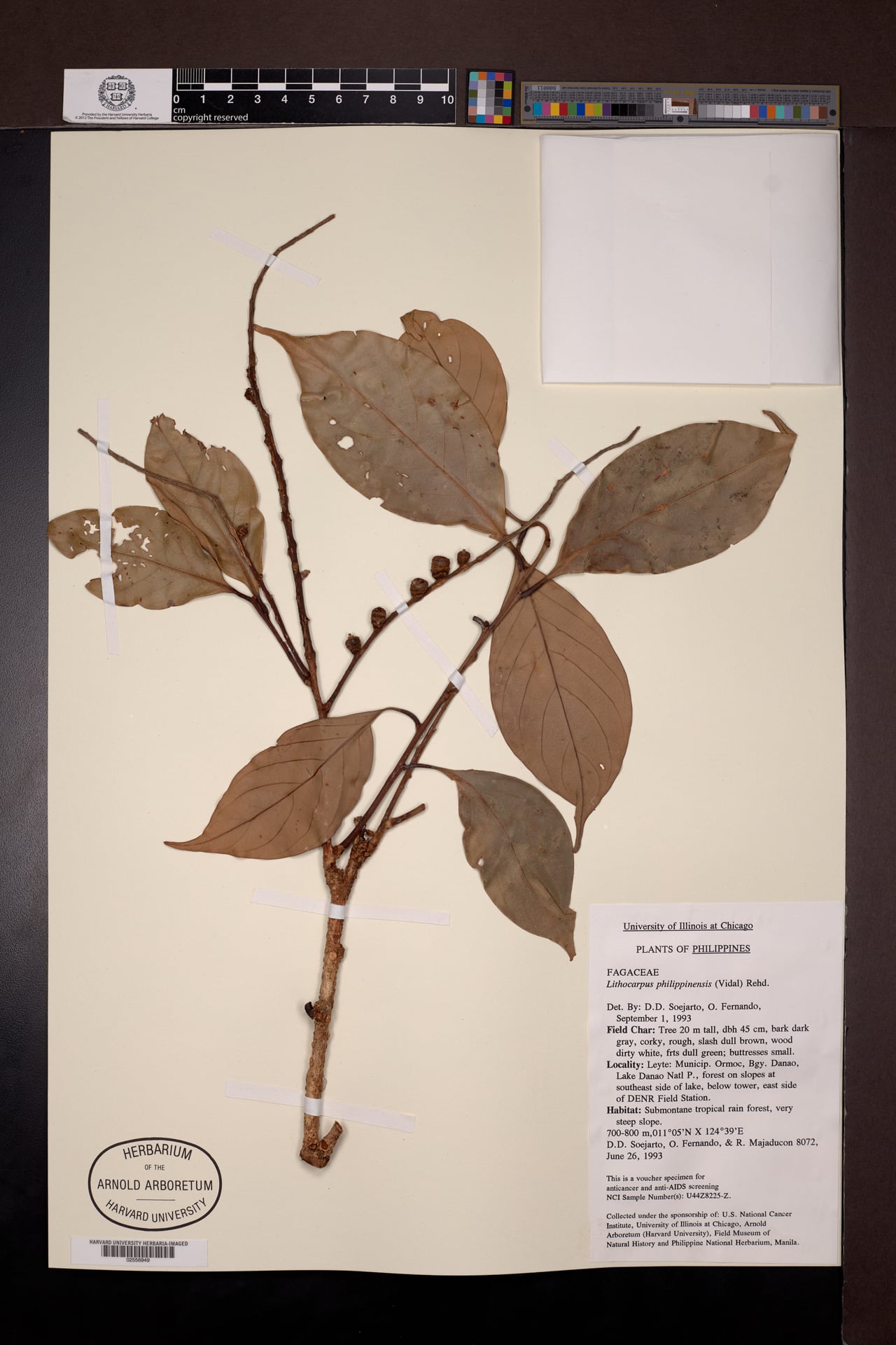 Lithocarpus philippinensis (Ulayan) — photo