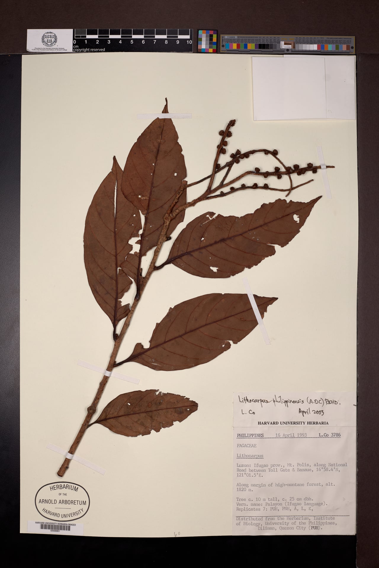 Lithocarpus philippinensis