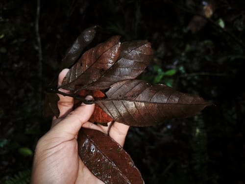 Lithocarpus rufovillosus — photo