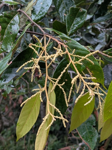 Lithocarpus rufovillosus