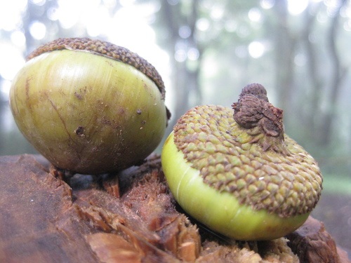 Lithocarpus sundaicus — photo