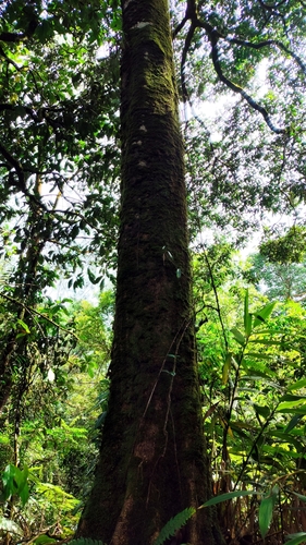 Lithocarpus sundaicus