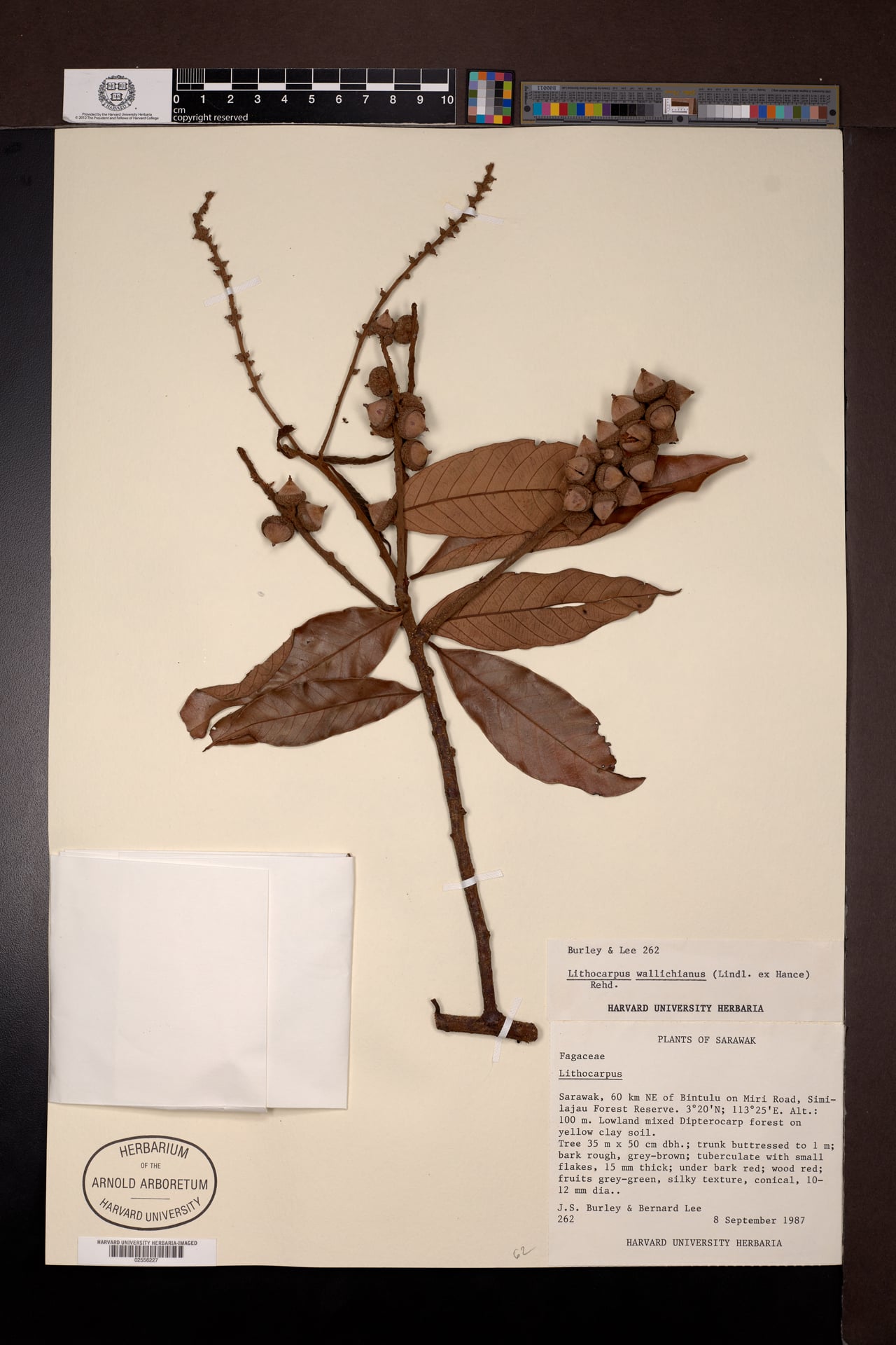 Lithocarpus wallichianus — photo