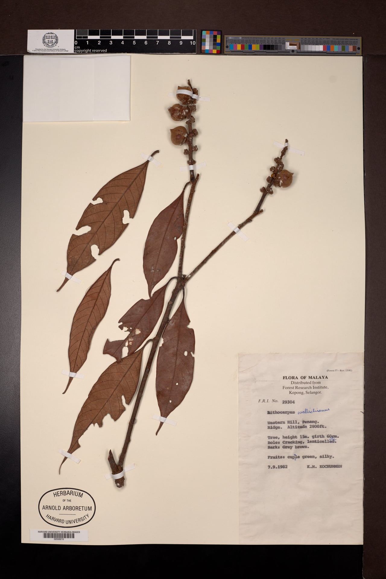 Lithocarpus wallichianus — photo