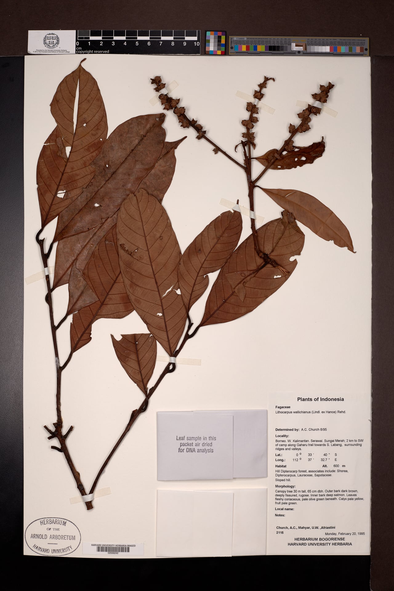 Lithocarpus wallichianus