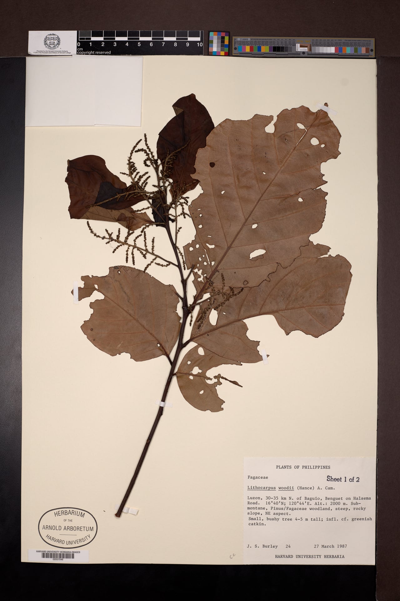 Lithocarpus woodii — photo