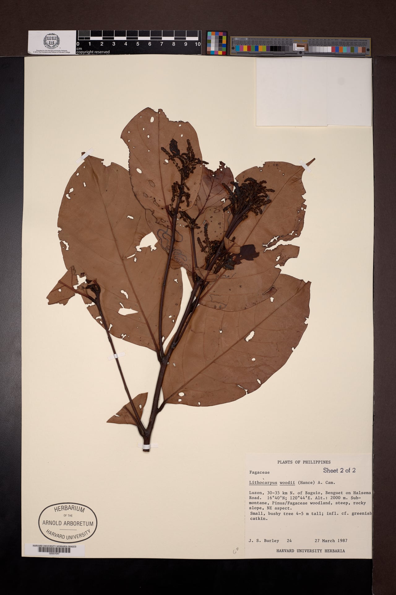 Lithocarpus woodii — photo