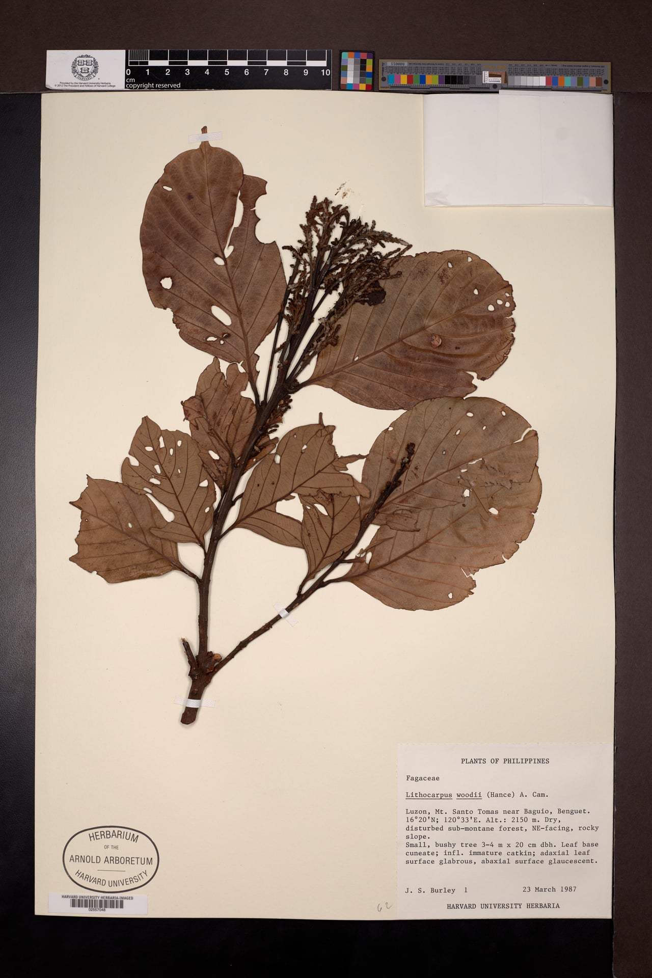 Lithocarpus woodii