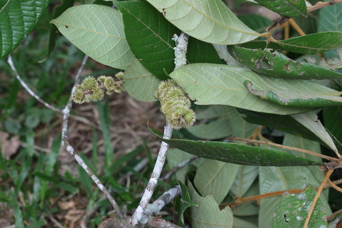 Lithocarpus wrayi — photo