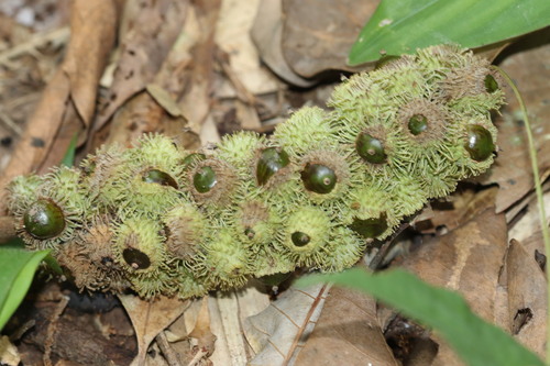 Lithocarpus wrayi — photo
