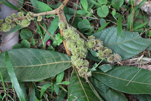 Lithocarpus wrayi