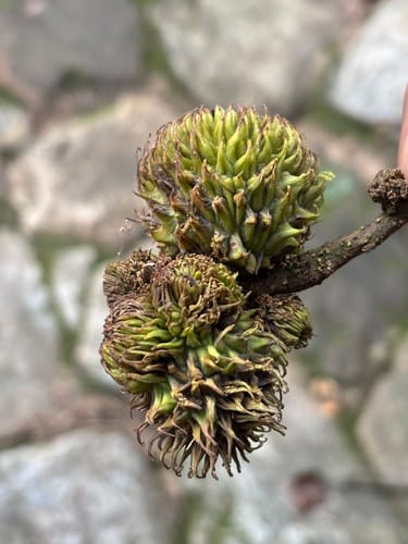 Lithocarpus xylocarpus — photo
