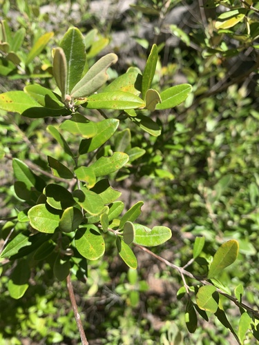 Lithomyrtus obtusa (Beach myrtella) — photo