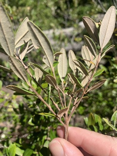 Lithomyrtus obtusa (Beach myrtella) — photo