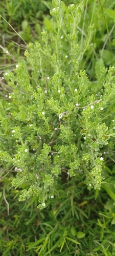 Lithospermum cinereum — photo