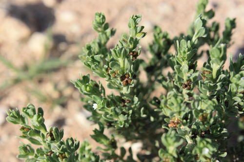 Lithospermum cinereum — photo