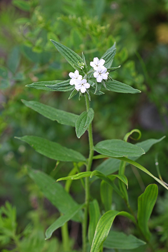 Lithospermum erythrorhizon — photo
