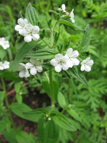 Lithospermum erythrorhizon — photo