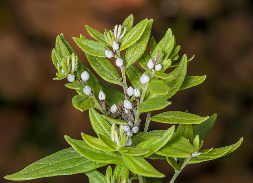 Lithospermum officinale (Gromwell) — photo