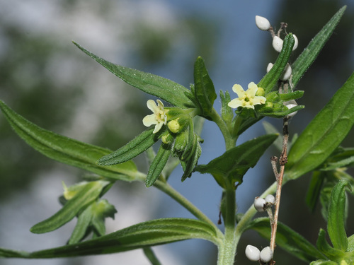 Lithospermum officinale (Gromwell) — photo