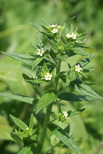 Lithospermum officinale