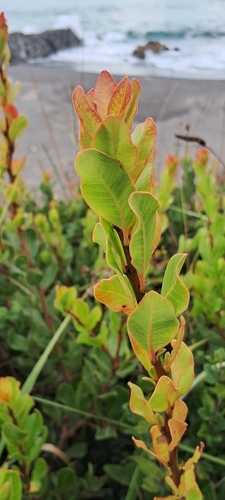 Lithrea caustica (Litre) — photo
