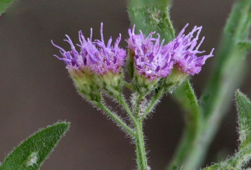 Litogyne gariepina — photo