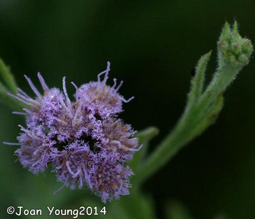 Litogyne gariepina — photo