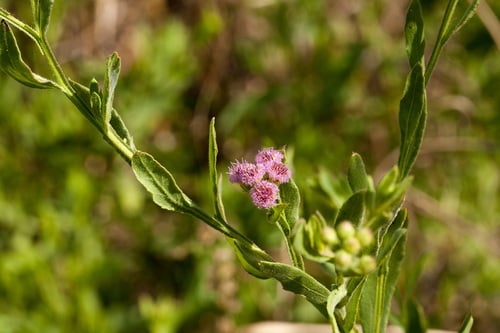 Litogyne gariepina