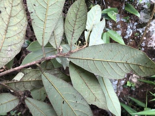 Litsea akoensis var. sasakii — photo