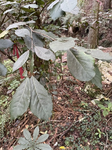 Litsea akoensis var. sasakii — photo