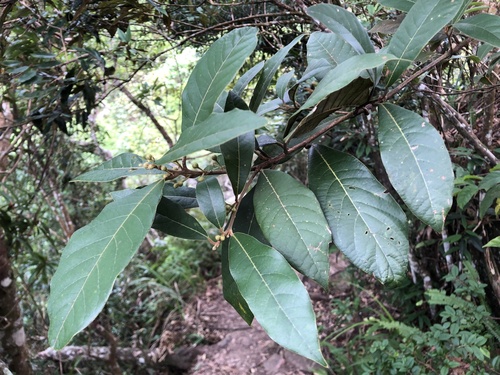 Litsea akoensis var. sasakii